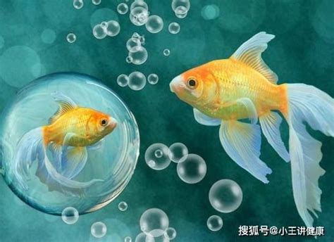 哪種魚最好養|【好養的魚】好養的魚推薦！新手養魚必看懶人包，打。